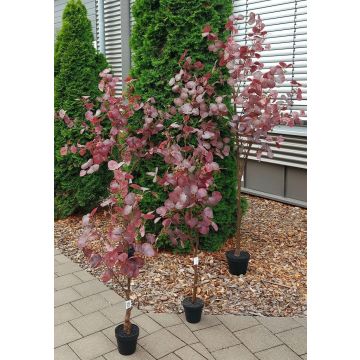 Eucalipto artificiale WISCHERA, frutti, tronco artificiale, vaso decorativo, rosso bordeaux-grigio, 120 cm