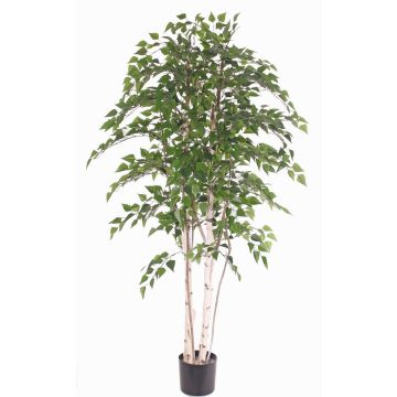 Betulla bianca artificiale TAMOU, tronchi naturali, verde, 195cm Betulla bianca artificiale TAMOU, tronchi naturali, verde, 195cm