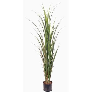 Erba artificiale canna da zucchero SITHAMI, crossdoor, verde, 115cm