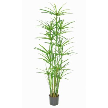 Erba cipriota artificiale LEITHA, verde, 150cm