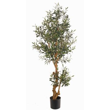 Olivo finto LAILANA, frutti, tronco artificiale, 150cm Olivo finto LAILANA, frutti, tronco artificiale, 150cm