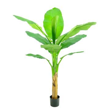 Albero di banano artificiale SCHWANA, 150 cm