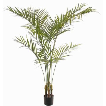 Palma Areca artificiale AFENTIS, crossdoor, 165cm Palma Areca artificiale AFENTIS, crossdoor, 165cm