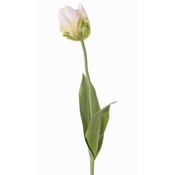 Fiore artificiale tulipano papagallo UAKARI, bianco-verde, 65cm, Ø6cm Fiore artificiale tulipano papagallo UAKARI, bianco-verde, 65cm, Ø6cm