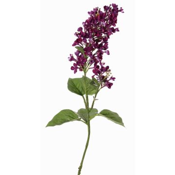 Ramo decorativo lillà ADMIR, viola scuro, 80cm, Ø6-9cm Ramo decorativo lillà ADMIR, viola scuro, 80cm, Ø6-9cm