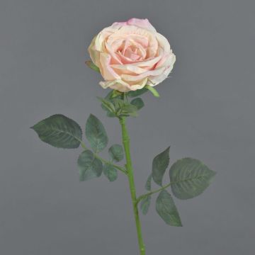 Rosa finta HUSA, rosa-crema, 75 cm, Ø 10 cm