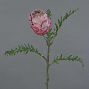 Protea finta BREGANSA, rosa antico, 65 cm, Ø 8 cm