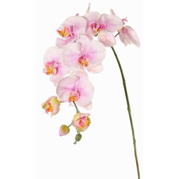 Ramo decorativo orchidea Phalaenopsis WESA, rosa-bianco, 100 cm