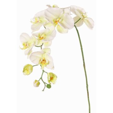 Ramo decorativo orchidea Phalaenopsis WESA, bianco-verde, 100 cm Ramo decorativo orchidea Phalaenopsis WESA, bianco-verde, 100 cm