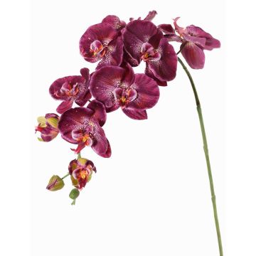 Ramo decorativo orchidea Phalaenopsis WESA, viola scuro-bianco, 100 cm