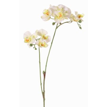 Ramo artificiale orchidea Phalaenopsis VILLANI, bianco-verde, 60cm, Ø3,5-5cm