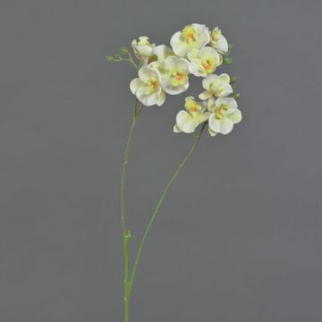 Ramo artificiale orchidea Phalaenopsis VILLANI, bianco-verde, 65 cm