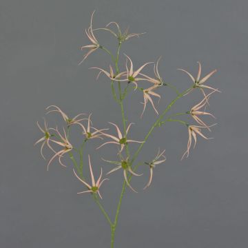 Ramo artificiale Tweedia solanoides TOSAR, rosa-verde, 70 cm