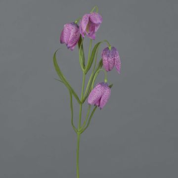 Fritillaria meleagris finta SANEM, lilla, 45cm, Ø3cm