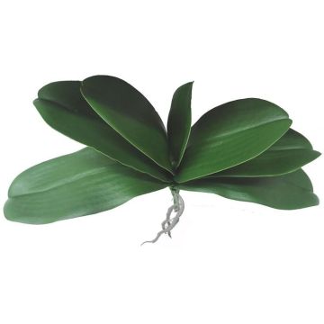 Foglie di orchidea Phalaenopsis artificiali PRIMALA, radici aeree, 21x29 cm