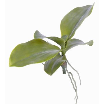 Foglie di orchidea artificiale PRIMUS, radici aeree, 19x34cm Foglie di orchidea artificiale PRIMUS, radici aeree, 19x34cm