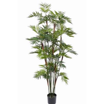 Palma chamaedorea finta NAYELI, 200cm