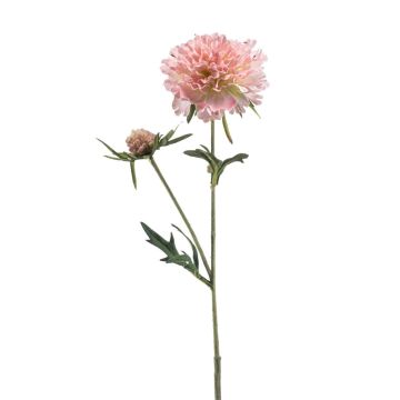 Ramo artificiale di scabiosa BASOLO, rosa-crema, 55 cm Ramo artificiale di scabiosa BASOLO, rosa-crema, 55 cm