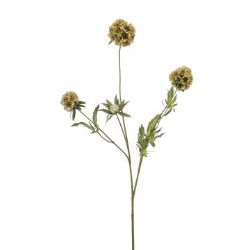 Ramo decorativo a stella Scabiosa RANIK, verde, 70 cm Ramo decorativo a stella Scabiosa RANIK, verde, 70 cm