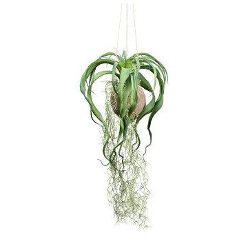 Tillandsia artificiale GRISPU in cocco, verde, 65 cm