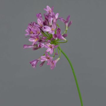 Agapanto artificiale PHILINA, viola, 75cm, Ø14cm