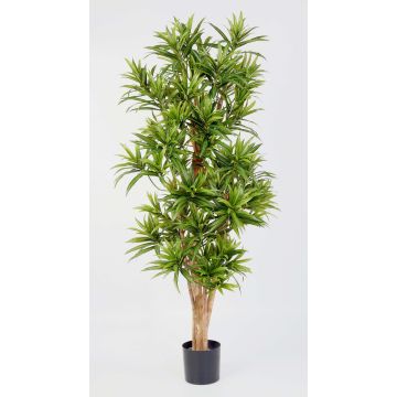 Dracena finta YASU, tronchi veri, difficile infiammare, verde, 150cm