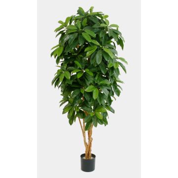 Schefflera artificiale MADDISON, tronchi naturali, difficilmente infiammabile, verde, 170cm