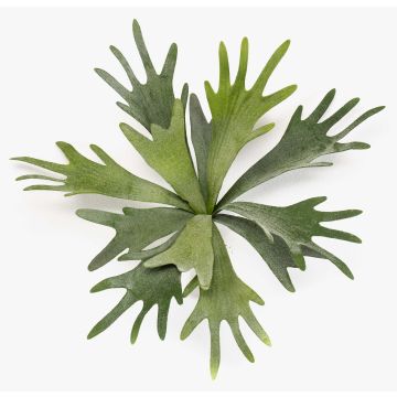 Pianta finta felce corna di cervo VIGRAL, bastoncino, difficilmente infiammabile, verde, 35cm Pianta finta felce corna di cervo VIGRAL, bastoncino, difficilmente infiammabile, verde, 35cm