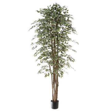 Ficus benjamina artificiale ALEJA, tronco vero, verde-bianco, 210cm Ficus benjamina artificiale ALEJA, tronco vero, verde-bianco, 210cm
