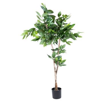 Pianta di caffè artificiale BORRA, tronco naturale, 150 cm