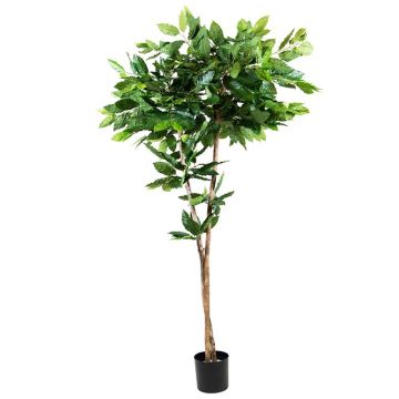 Pianta di caffè artificiale BORRA, tronco naturale, 180 cm