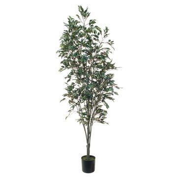 Ficus benjamina finto BRATKO, tronco artificiale, verde-bianco, 220cm Ficus benjamina finto BRATKO, tronco artificiale, verde-bianco, 220cm