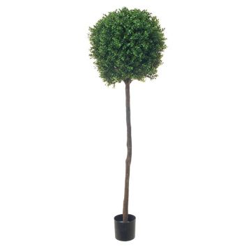 Albero artificiale di bosso TOM, tronco vero, 150cm, Ø40cm