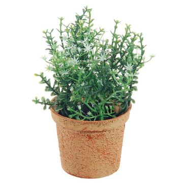 Pianta decorativa di timo SUNNIVA con fiori, vaso decorativo, verde-bianco, 13cm Pianta decorativa di timo SUNNIVA con fiori, vaso decorativo, verde-bianco, 13cm