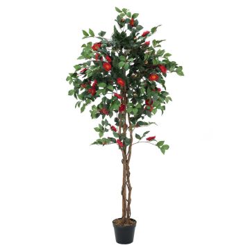Camelia di plastica COSTIA, tronchi veri, con fiori, rosso, 180cm