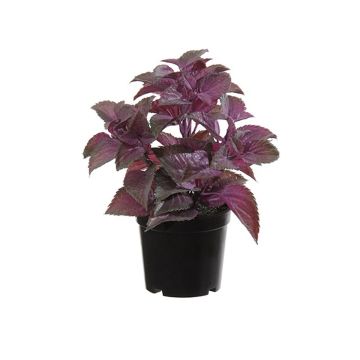 Menta di plastica TSUKI, viola-bordeaux, 24cm Menta di plastica TSUKI, viola-bordeaux, 24cm