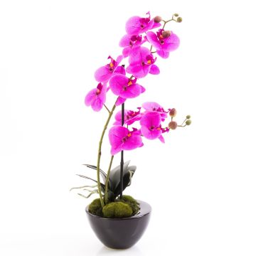 Phalaenopsis falsa MELINA in vaso di ceramica, fucsia, 45cm, Ø8cm Phalaenopsis falsa MELINA in vaso di ceramica, fucsia, 45cm, Ø8cm