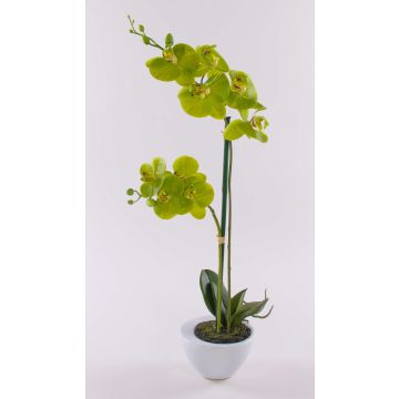 Orchidea phalaenopsis artificiale AURELIA im vaso di ceramica, verde, 55cm Orchidea phalaenopsis artificiale AURELIA im vaso di ceramica, verde, 55cm