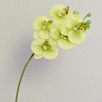 Phalaenopsis finta EMILIA, crema-verde, 60cm, Ø8cm