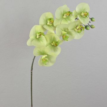 Orchidea Phalaenopsis sintetica AURELIA, crema-verde, 95cm, Ø10cm
