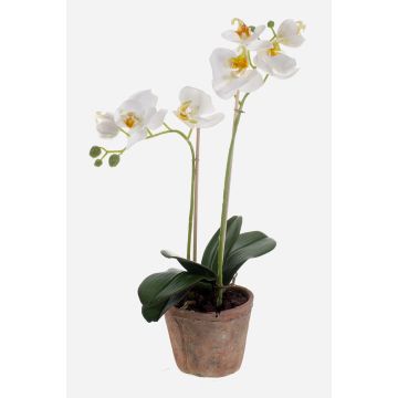 Phalaenopsis finta MINA in vaso terracotta, bianco, 45cm, Ø6-8cm