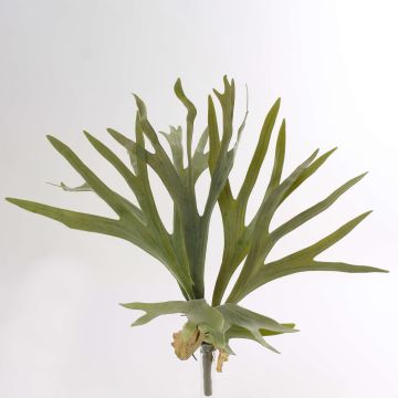 Felce a corna di cervo finta GEORGE su stelo, verde, 40cm, Ø50cm Felce a corna di cervo finta GEORGE su stelo, verde, 40cm, Ø50cm