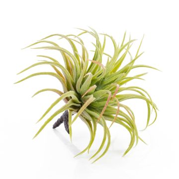 Tillandsia artificiale PENNY, su gambo, verde-rosso, 12cm, Ø10cm Tillandsia artificiale PENNY, su gambo, verde-rosso, 12cm, Ø10cm