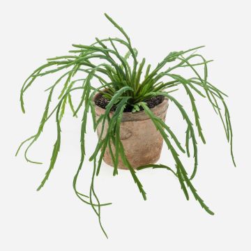 Rhipsalis artificiale HADRIAN, in vaso di terracotta, verde, 35cm