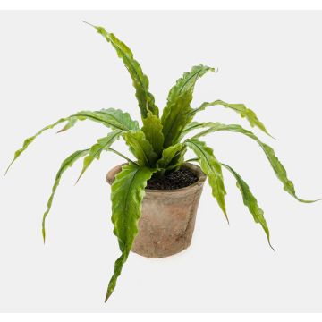 Felce asplenio finta FRANNY in vaso terracotta, verde, 30cm, Ø30cm