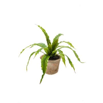 Felce asplenio finta FRANNY in vaso terracotta, verde, 30cm, Ø30cm
