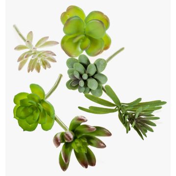 Set di succulente finte JADON gambo, 6 pz, multicolore, 13cm, Ø5cm