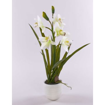 Cymbidium finta NALA in vaso di terracotta, crema, 50cm, Ø7-10cm
