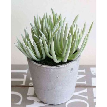 Pachyphytum longifolium artificiale SHERRI in vaso di cemento, grigio-verde, 20cm