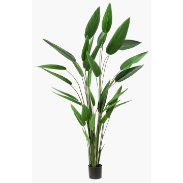 Heliconia finto ANURIA, verde, 220cm